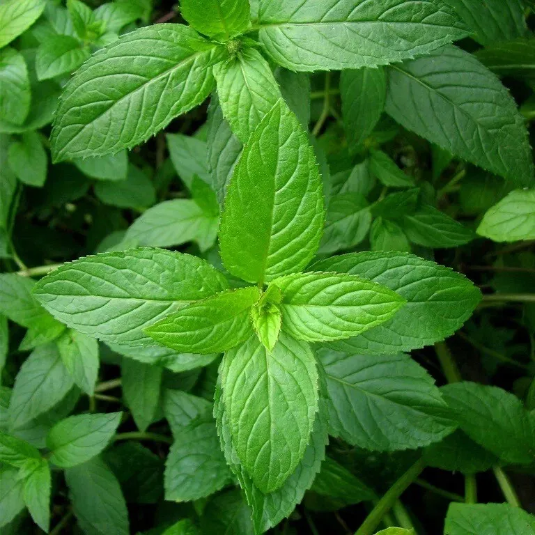 Mixed Mint Seeds 500++ Peppermint + spearmint herb NON-GMO Heirloom Vegetable ! - £7.03 GBP