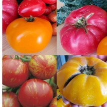 Fast Ship USA Seller Tomato Pack Pink Brandwine Beefsteak Tomato Tigerella Tomat - £27.23 GBP