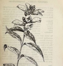 1905 Turtle Head Wild Flower Print Pen &amp; Ink Lithograph Antique 6.75 x 3.75&quot; - £13.93 GBP