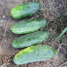 Vegetable Cucumber Pick A Bushel Pickling Cucumber 25 Thru 500 Fresh Seeds USA S - £11.94 GBP