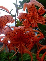 25 Lilium Turks Cap Lily Flower Seeds Perennial From US  - $8.35