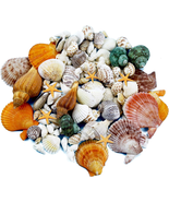 135 PCS Mini Sea Shells Mixed Beach Seashells Starfish, Colorful Various... - £9.57 GBP