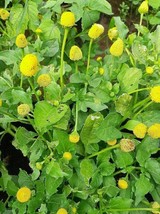 Paracress ’Lemon Drop’ - Electric Daisy - Spilanthes oleracea - 10+ seeds F 174 - $2.49