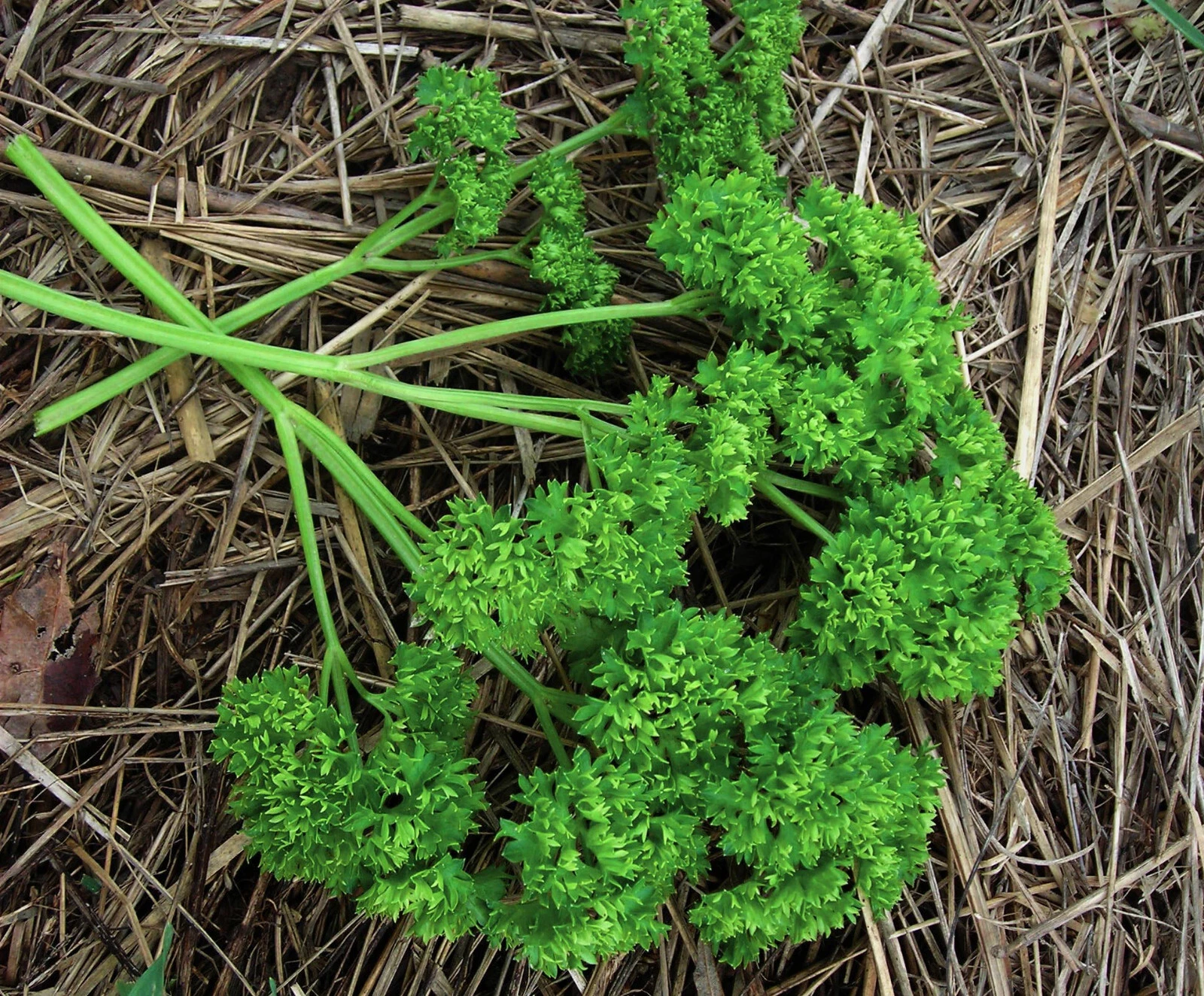 400 MOSS CURLED PARSLEY - FRESH SEEDS FRESH HARVEST FOR GARDENS - $7.34