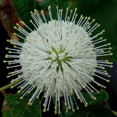 25 Seeds - Button Bush - Occidentalis