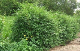 Bambusa “Fernleaf” Clumping Non-Invasive Bamboo - 10 Value Priced Divisions - £239.00 GBP