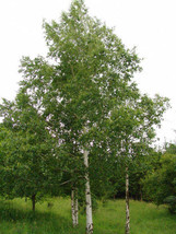 FREE SHIPPING Betula pendula European White Silver Warty Birch 50 Seeds - £14.38 GBP