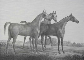 Wall Art Print Inspired by an Original From 1821 Three Horses Horse 65x47 47x65 - £568.06 GBP
