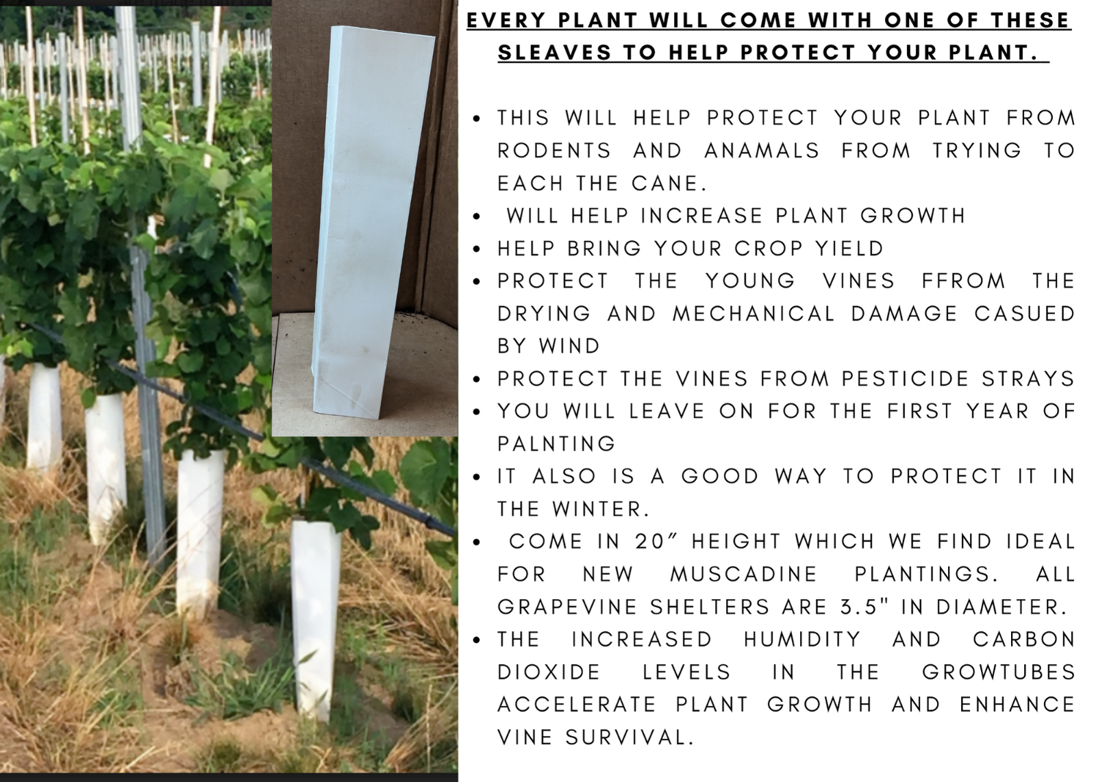 FREDONIA Grape Vine - 2 Bare Root Live Plants - Buy 4 Get 1 Free!