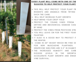 FREDONIA Grape Vine - 2 Bare Root Live Plants - Buy 4 Get 1 Free! - $28.45+