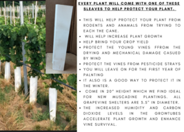 FREDONIA Grape Vine - 2 Bare Root Live Plants - Buy 4 Get 1 Free! - £22.67 GBP+