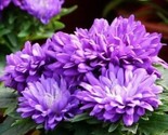 Purple Chrysanthemum Lavender Mums Flowers Garden Planting 200 Seeds - £4.16 GBP