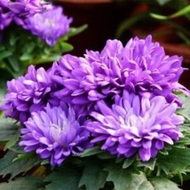 Purple Chrysanthemum Lavender Mums Flowers Garden Planting 200 Seeds - £4.12 GBP