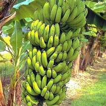 Live Banana Tree Grand Nain Chiquita Banana Tree Musa acuminata - £33.47 GBP