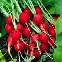 Root Vegetable Seed Garden Collection 5 Varieties Fresh USA Shipping - $7.98