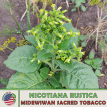 S_SH 1000 Midewiwan Sacred Tobacco, Nicotiana rustica, Aztec Tobacco, Wildflower - $11.86