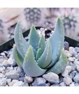 Aloe Krapohliana Cactus Cacti Succulent Live Plant in a 4&quot; Pot - $1,460.82 MXN