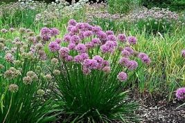 100 Seeds PRAIRIE ONION Native Wildflower Herb Dry Soils Rock Gardens Flowering - £12.97 GBP