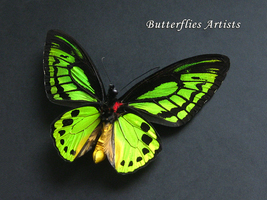 Ornithoptera Priamus Poseidon XL Birdwing Butterfly Framed Entomology Shadowbox - £103.74 GBP