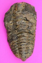 Trilobite Fossil 450 Million Years Old Morroco Guaranteed Real Dino Girl... - $29.99