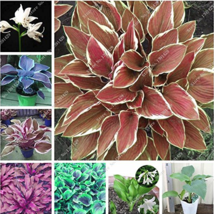 SL Exotic Hosta Plant Seed Four Seasons Flower Perennial Mixed Plantain ... - $1.86
