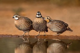 HSE Bobwhite Quail Eggs for Hatching (18 Eggs) - $41.93