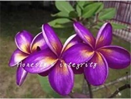 100PCS Plumeria Hawaiian Seeds - Purple Flowers - $6.78