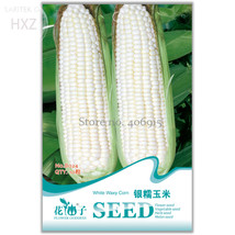 Fruits and Vegetables Silver Glutinous Corn Seed White Waxy Corn Seeds, Original - £4.38 GBP