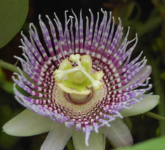 20 Pc Seeds Passiflora Edulis Flower Plant, Granadilla Seeds for Planting | RK - £20.14 GBP