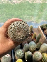 Cactus Mammillaria rhodantha ssp. mccartenii 3.5&quot; Pot Live Plant - £5.99 GBP