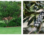 3 Live Plants Wax Myrtle Myrica Cerifera Bayberry Aromatic Evergreen - $64.93