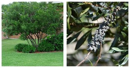 3 Live Plants Wax Myrtle Myrica Cerifera Bayberry Aromatic Evergreen - £52.22 GBP