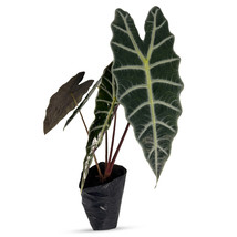 Alocasia Amazonica By Leal Plants Ecuador|Elephant Ear Plant| African Mask Plant - £19.65 GBP