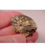 (F424-i) 1-1/8&quot; Ammonite fossil ammonites extinct marine molluscs shell ... - $10.99