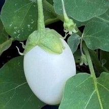 Japanese White Egg Eggplant Seeds Organic Fast Shipping - $7.48