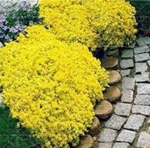 SL 100Pcs Yellow Creeping Thyme Seeds Cress Rock Perennial - £3.28 GBP