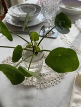  Beautiful Chinese MONEY PLANT Symbol Of Luck Starter Plant - £4.71 GBP