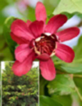 Sweetshrub Plant (Calycanthus Florida, Carolina Allspice), 2 Year Old Ba... - $22.00