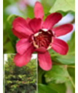 Sweetshrub Plant (Calycanthus Florida, Carolina Allspice), 2 Year Old Ba... - $34.19 CAD