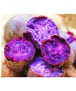 100 seeds Purple Sweet Potato Seeds - $14.15