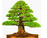 Color Japanese Cedar Tree Seeds Seed - $10.49