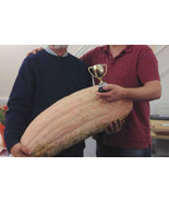 KKG Jumbo Pink Banana Squash Seeds 4 Foot Long 70 Pounds 7 Count Pkt Fre... - $163.07 MXN