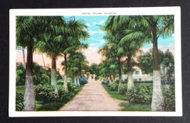 Royal Palms Trees Scenic Street View Flowers Tampa Florida FL UNP Postcard 1920s - £2.99 GBP