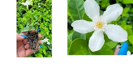 Asian Snow Jasmine  Wrightia antidysenterica Starter Live Plant 3 to 5&quot; tall - £22.32 GBP