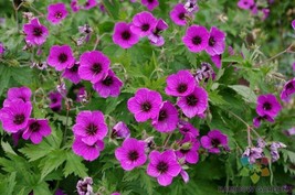 25+ Bressingham Flair Geranium Seeds - $8.48