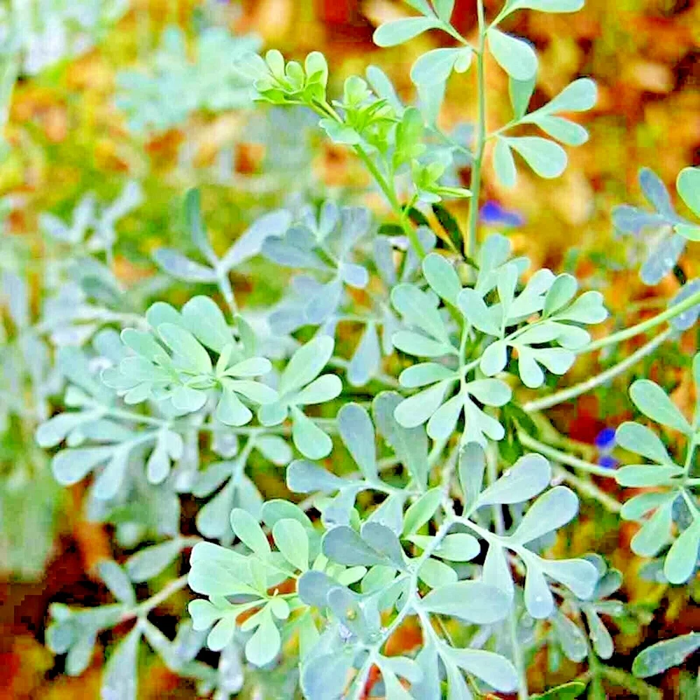 Rue 300 Seeds Insect Pest Repellent Spring Heirloom Herbs Flea Medicinal - $4.81