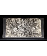Antique Underwood &amp; Underwood Stereoview Birds Partridge Nest Long Grass... - $241.11 MXN
