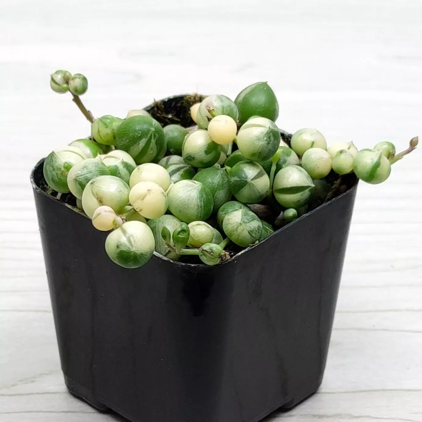 Succulent Plant - Senecio Rowleyanus Variegated String of Pearls - In 2&quot; Po - $16.50