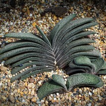 Succulent Gasteria Seeds - 10 Brachyphylla Seeds for Urban Gardeners, Thoughtful - £7.47 GBP