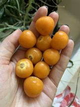 Free Shipping 50 Seeds Golden Berry NON-GMO Fruit Tree - £11.00 GBP